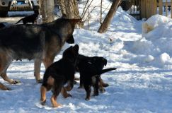 chiots_roxy-19fev2012027.jpg