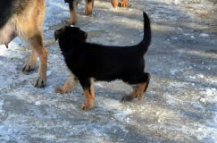 chiots_roxy-19fev2012028.jpg