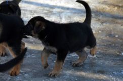 chiots_roxy-19fev2012029.jpg