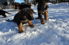 chiots_roxy-19fev2012031.jpg