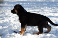 chiots_roxy-19fev2012032.jpg