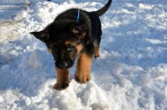 chiots_roxy-19fev2012033.jpg