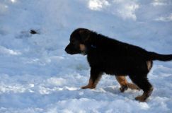 chiots_roxy-19fev2012034.jpg