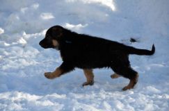 chiots_roxy-19fev2012035.jpg