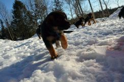 chiots_roxy-19fev2012036.jpg