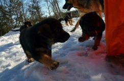 chiots_roxy-19fev2012037.jpg