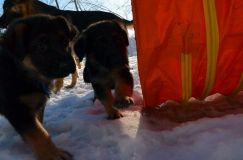 chiots_roxy-19fev2012038.jpg