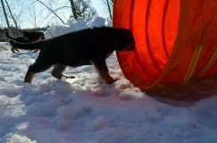 chiots_roxy-19fev2012039.jpg