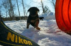 chiots_roxy-19fev2012040.jpg