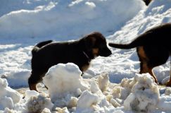 chiots_roxy-19fev2012042.jpg