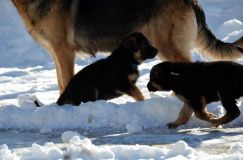 chiots_roxy-19fev2012043.jpg