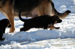 chiots_roxy-19fev2012044.jpg