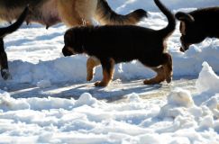 chiots_roxy-19fev2012045.jpg