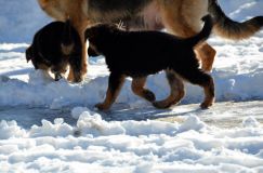 chiots_roxy-19fev2012046.jpg