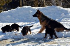 chiots_roxy-19fev2012047.jpg