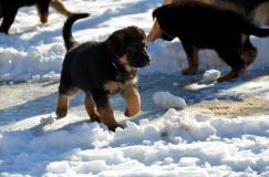 chiots_roxy-19fev2012048.jpg