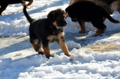 chiots_roxy-19fev2012049.jpg