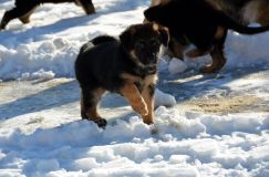 chiots_roxy-19fev2012050.jpg