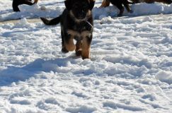 chiots_roxy-19fev2012052.jpg