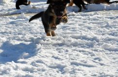 chiots_roxy-19fev2012053.jpg