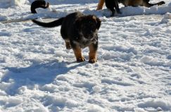 chiots_roxy-19fev2012054.jpg