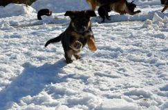 chiots_roxy-19fev2012055.jpg