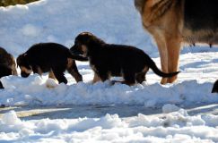 chiots_roxy-19fev2012056.jpg