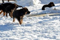 chiots_roxy-19fev2012057.jpg