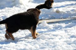 chiots_roxy-19fev2012058.jpg