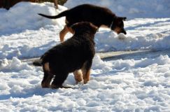 chiots_roxy-19fev2012059.jpg