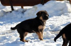 chiots_roxy-19fev2012060.jpg