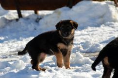 chiots_roxy-19fev2012061.jpg