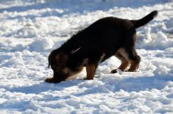 chiots_roxy-19fev2012063.jpg