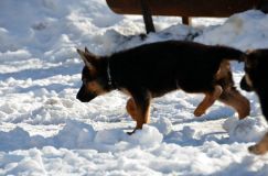 chiots_roxy-19fev2012064.jpg