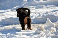 chiots_roxy-19fev2012065.jpg