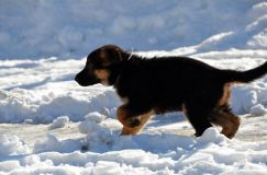 chiots_roxy-19fev2012066.jpg