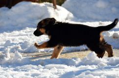 chiots_roxy-19fev2012067.jpg