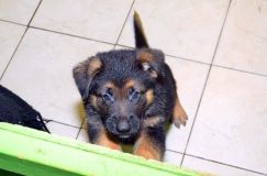 chiots_roxy-20fev2012001.jpg