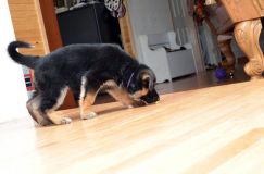 chiots_roxy-20fev2012023.jpg