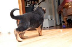 chiots_roxy-20fev2012026.jpg