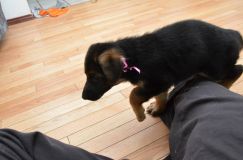 chiots_roxy-20fev2012031.jpg