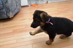 chiots_roxy-20fev2012032.jpg