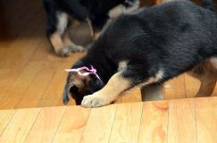 chiots_roxy-20fev2012035.jpg