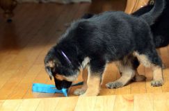 chiots_roxy-20fev2012036.jpg