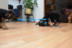 chiots_roxy-20fev2012039.jpg