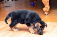 chiots_roxy-20fev2012043.jpg