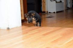 chiots_roxy-20fev2012045.jpg