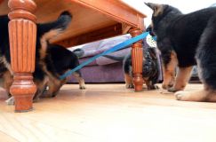 chiots_roxy-20fev2012054.jpg