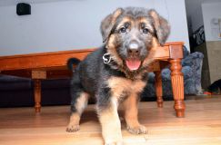 chiots_roxy-20fev2012056.jpg