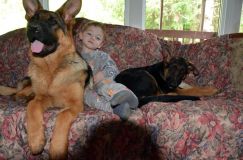 chiotsbergerallemand-09-juin2012003.jpg